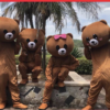 mascot gấu brown
